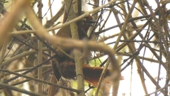 Phacellodomus erythrophthalmus