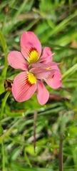 Moraea tricolor