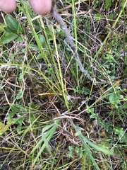 Rhynchospora pallida