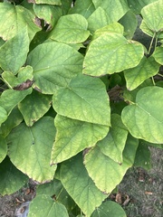 Clerodendrum trichotomum