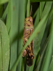 Aiolopus strepens