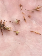 Rhynchospora pallida