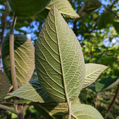 Viburnum lantana