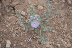 Evolvulus nuttallianus