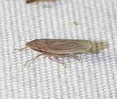 Draeculacephala septemguttata