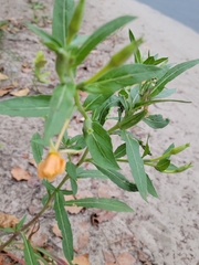 Oenothera parviflora