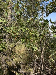 Amelanchier alnifolia