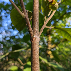 Viburnum lantana