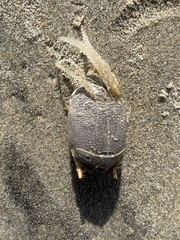 Emerita analoga