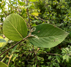 Viburnum lantana