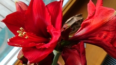 Hippeastrum hybridum