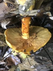 Gymnopilus luteus