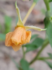 Oenothera parviflora