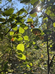 Amelanchier alnifolia