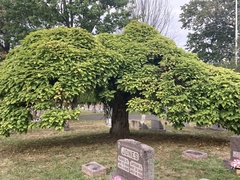 Clerodendrum trichotomum