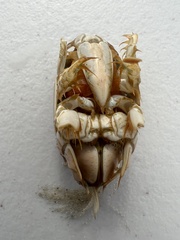 Emerita analoga