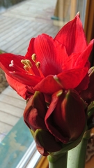 Hippeastrum hybridum