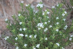 Stenaria nigricans
