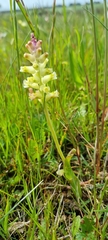 Lachenalia pallida