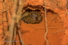 Rufous-Breasted Leaftosser photo 4