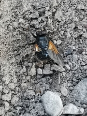 Mesembrina meridiana