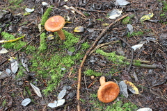 Russulales