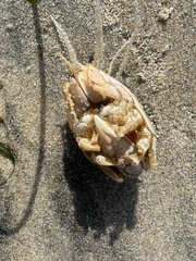 Emerita analoga