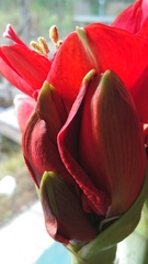 Hippeastrum hybridum