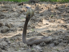 Naja naja