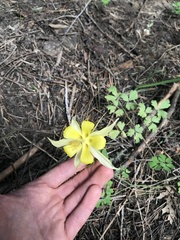 Aquilegia chrysantha