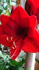 Hippeastrum hybridum