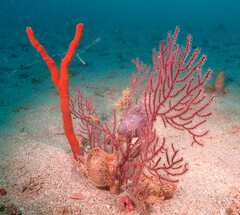 Pinctada imbricata