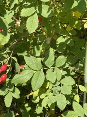 Rosa woodsii
