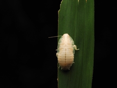 Opisthoplatia orientalis