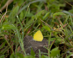 Eurema laeta