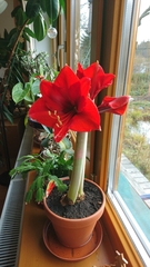 Hippeastrum hybridum