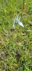 Moraea tripetala