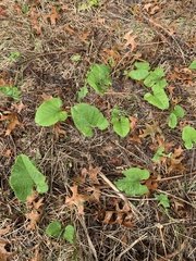 Aristolochia macrophylla