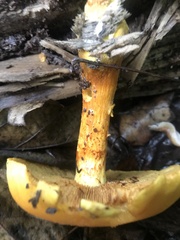 Gymnopilus luteus