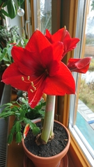 Hippeastrum hybridum
