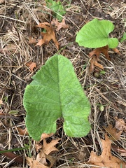 Aristolochia macrophylla