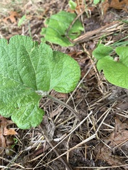 Aristolochia macrophylla