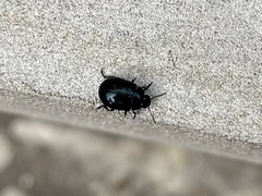 Chrysolina haemoptera