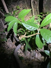Pareas chinensis