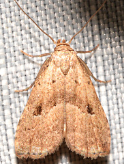 Hypenodes fractilinea