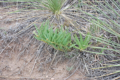 Asclepias asperula