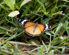 Hypolimnas misippus