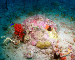 Stephanocoenia intersepta