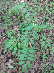 Polygonatum odoratum