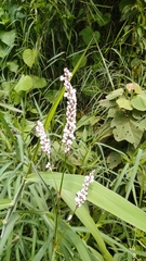Persicaria lapathifolia